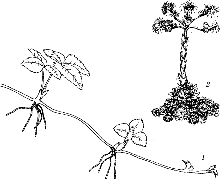 Сныть вегетативное размножение