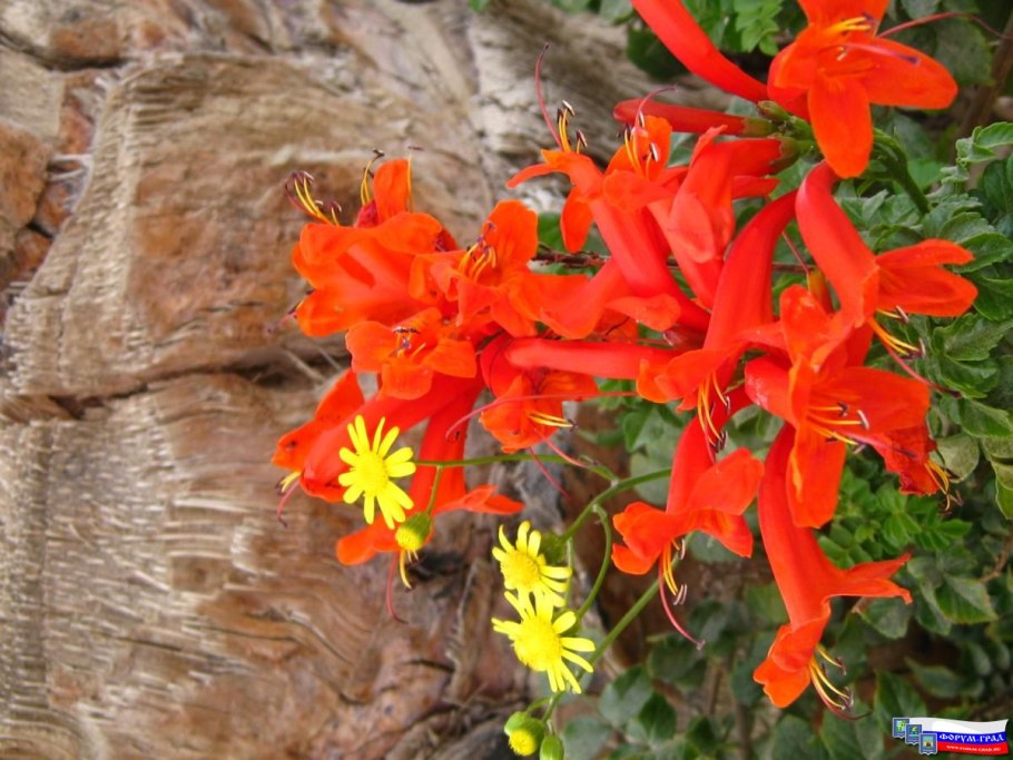 Растение красивоцветущие в Египте