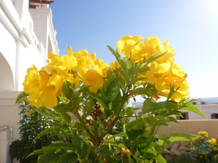 Цветок Лиана Египет