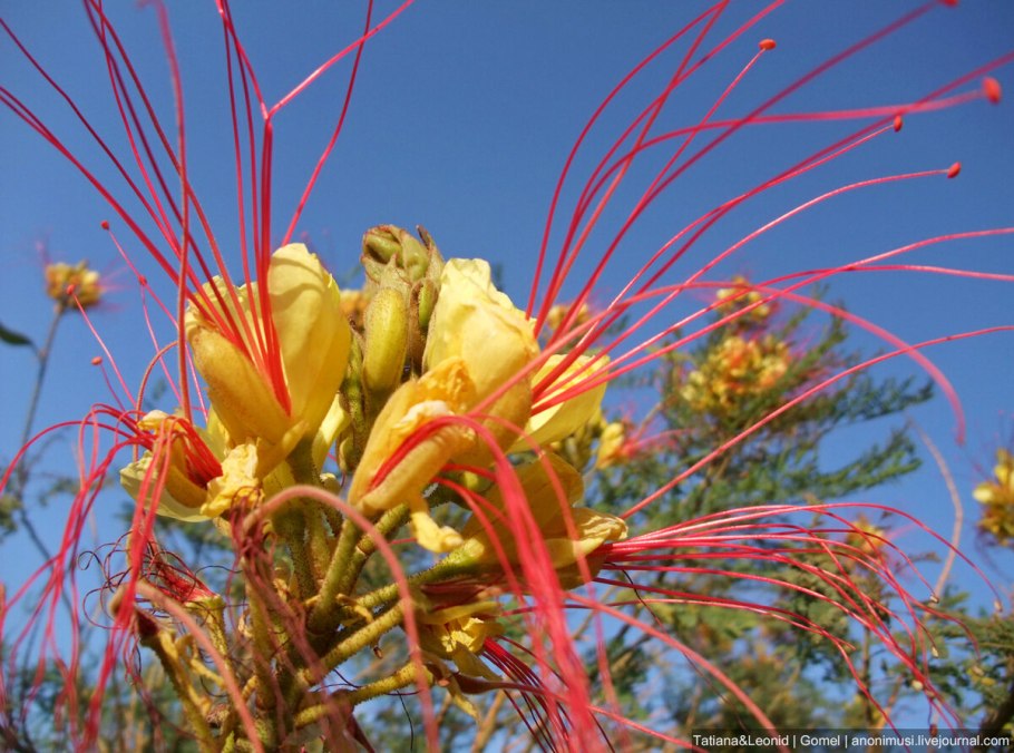 Красивоцветущие кустарники Египта