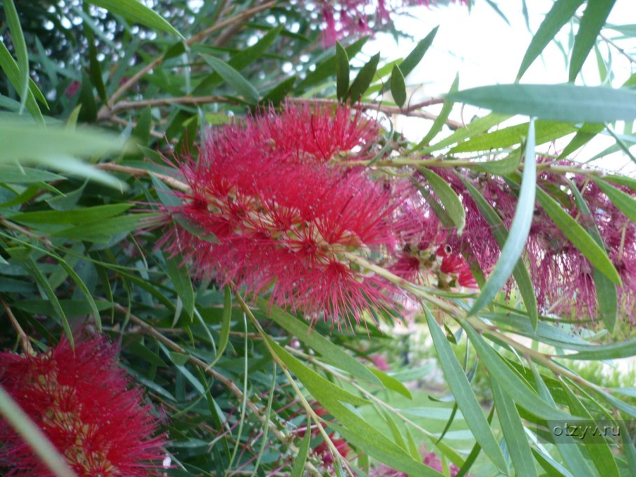 Саксаул растение пустыни