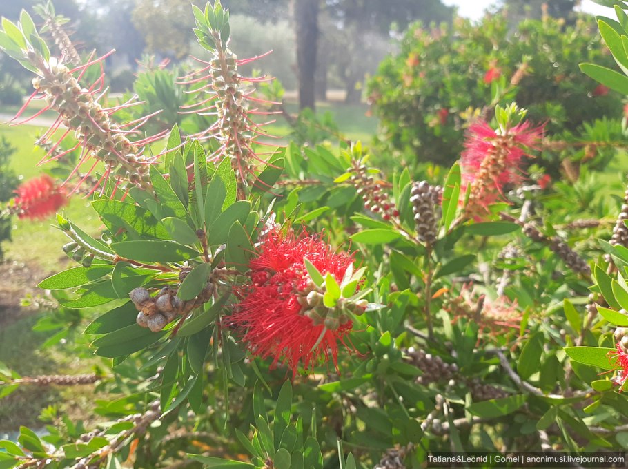 Красивоцветущие кустарники Египта