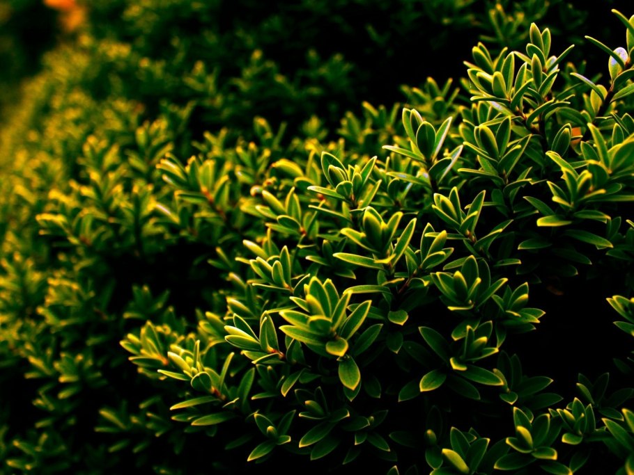 Yaupon Holly растение