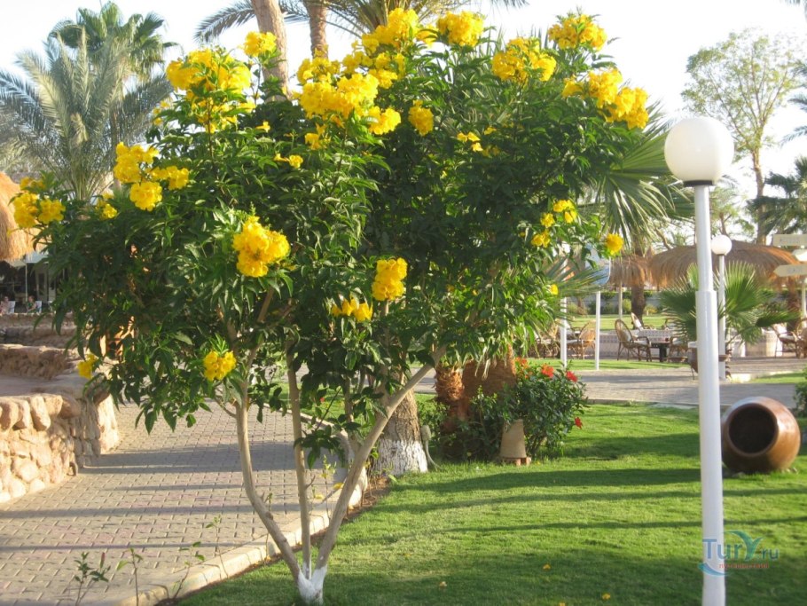 Деревья в Египте названия