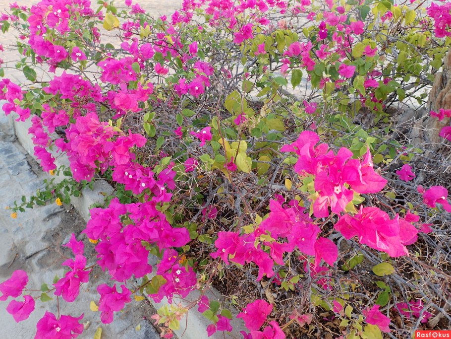 Кустарники в Египте