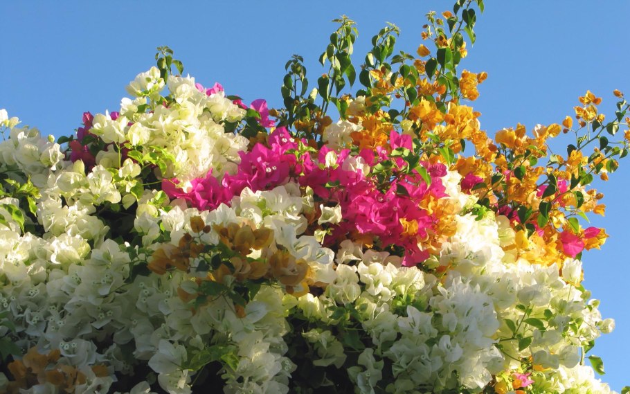 Декоративные растения Египет