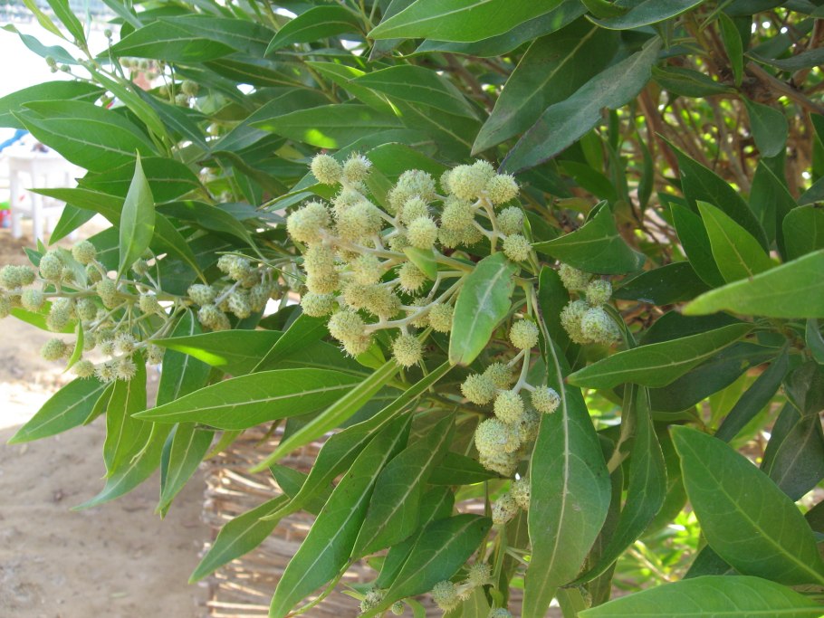 Харгаль растение Египта