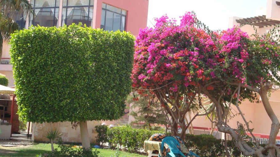 Цветущие деревья в Египте