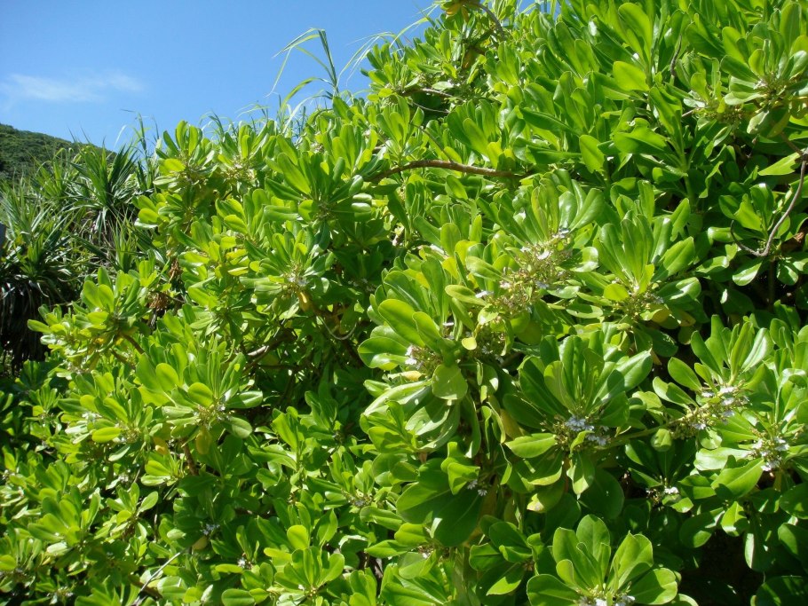 Растения пустыни Песчаная Акация