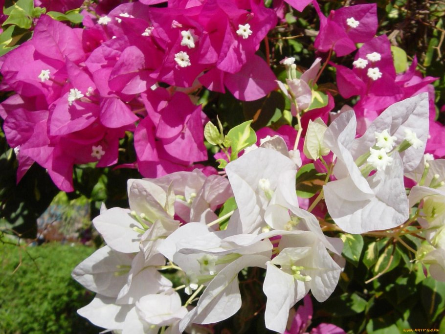 Цветы Египта