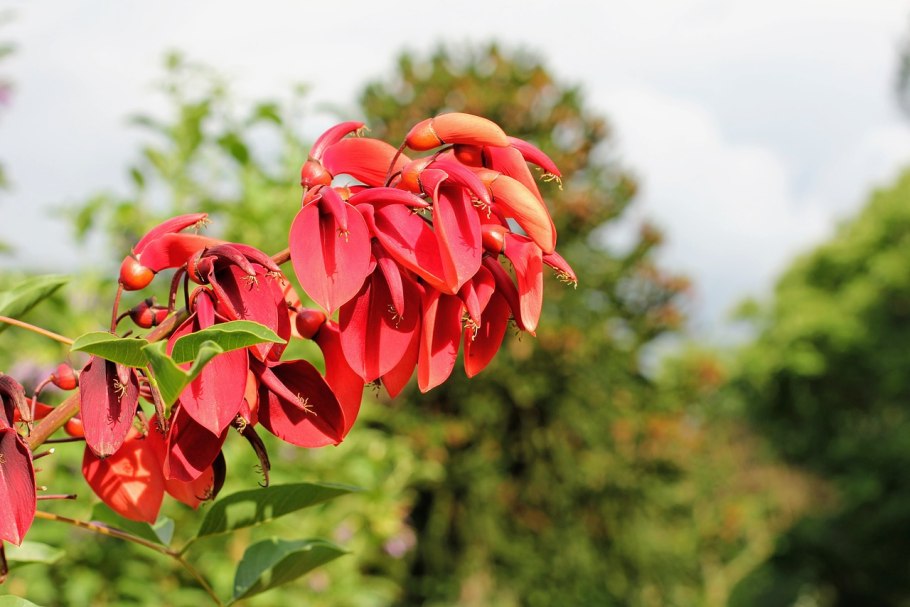 Акация сеяльская (Acacia