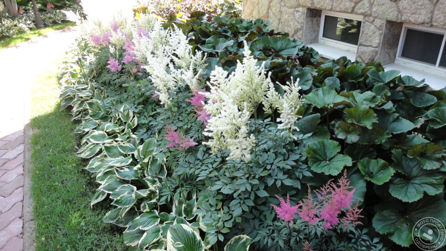 Цветники тенелюбивых растений