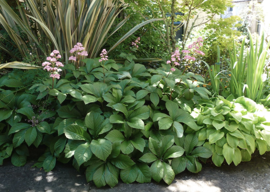 Гейхера папоротник Хоста астильба