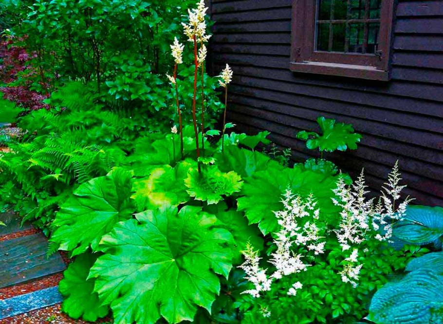 Хоста белоокаймленная миксбордер