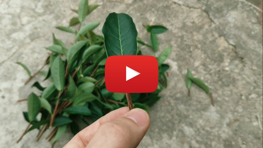 Камелия цветок черенкование