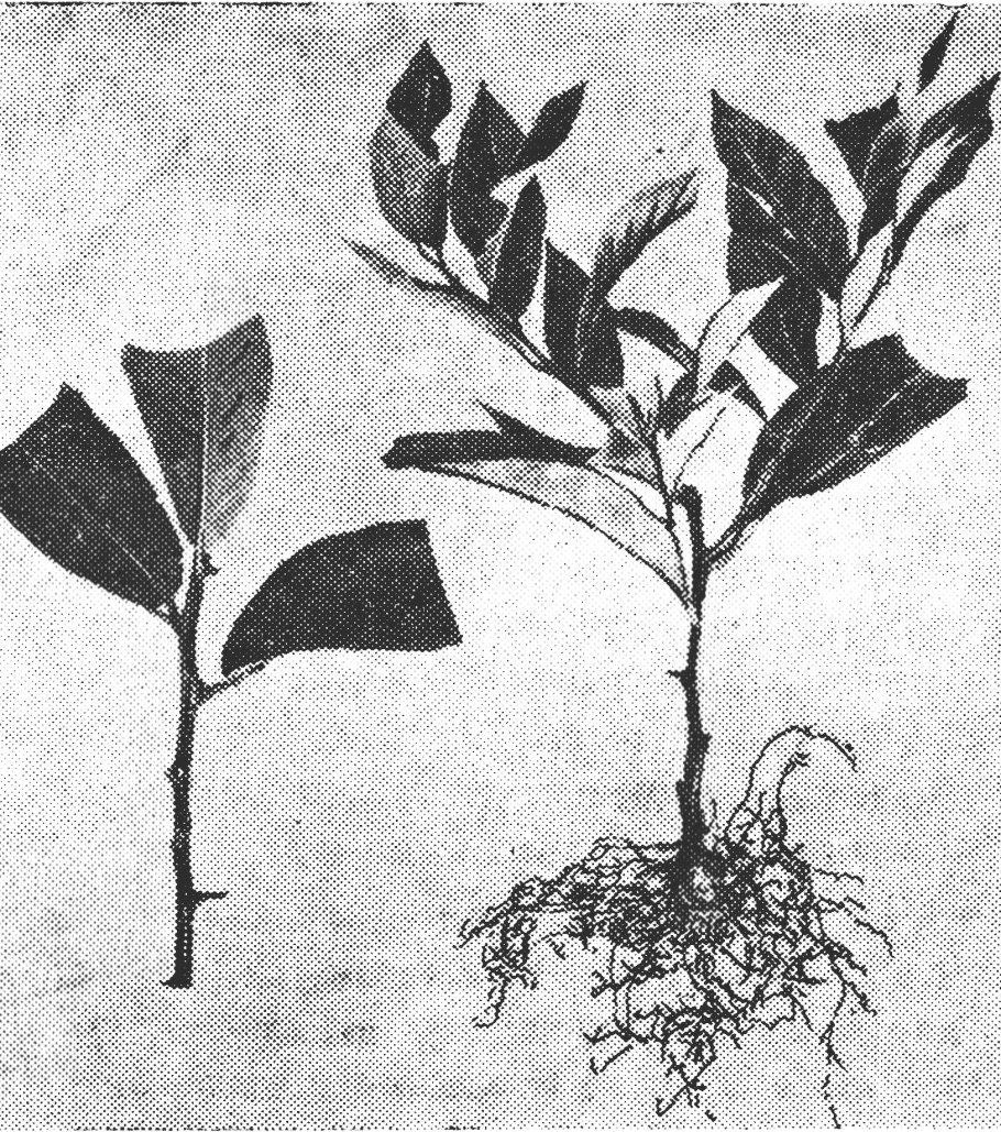 Черенкование кустарников летом