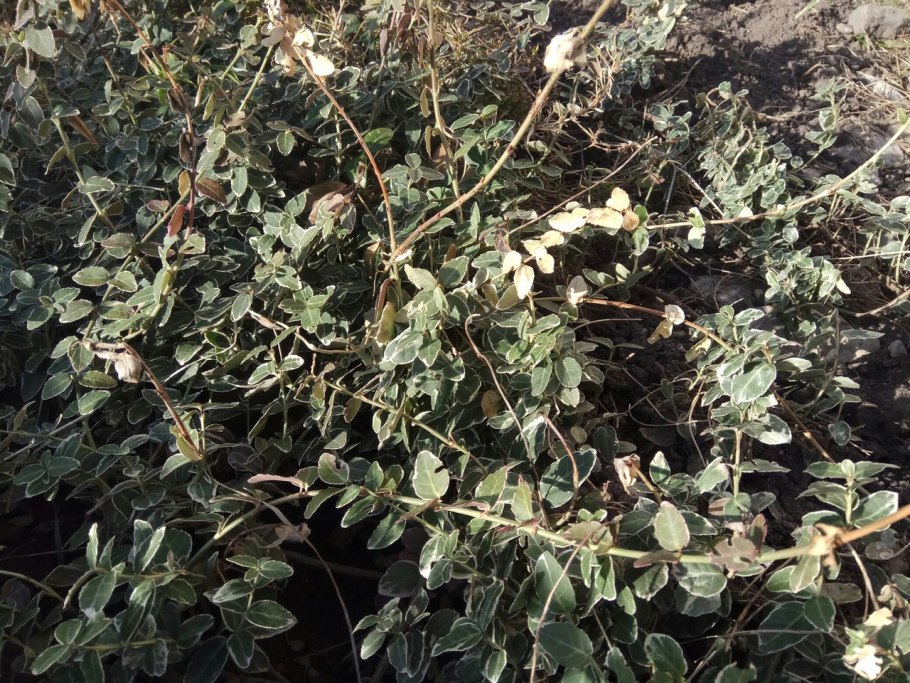 Бересклет формировка