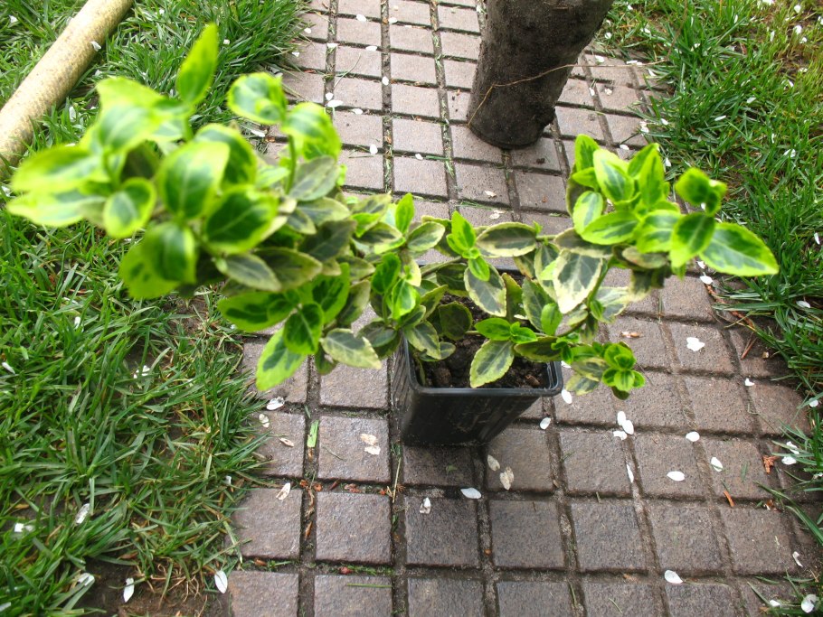 Бересклет Форчуна стрижка