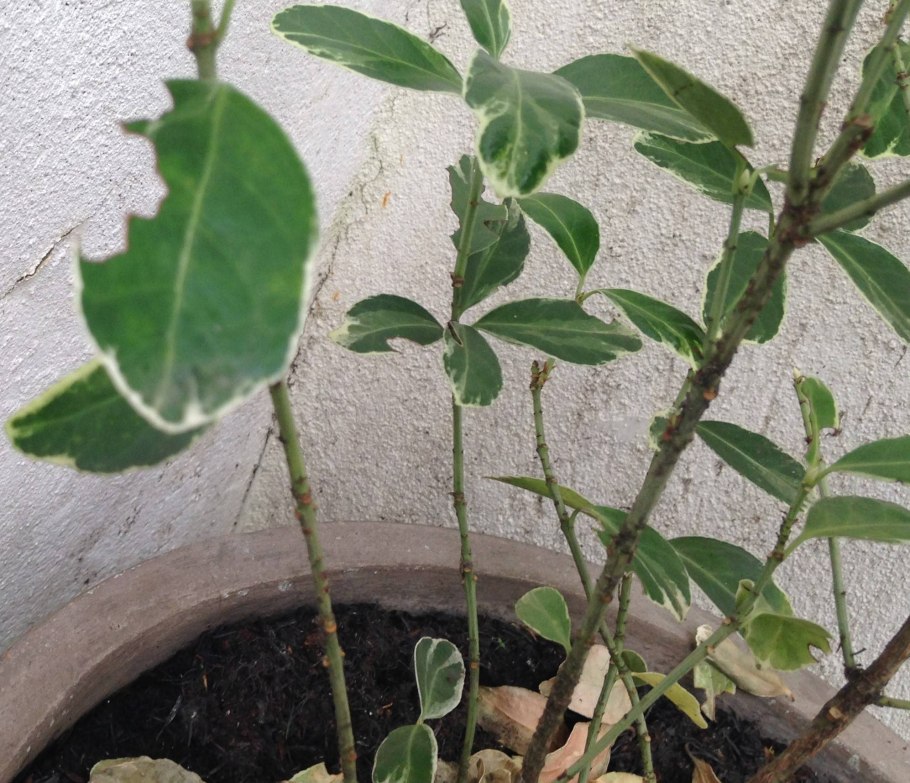 Бересклет Ауреомаргината