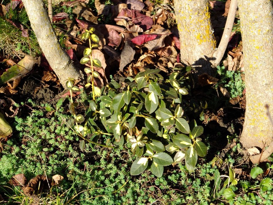 Черенкуем самшит