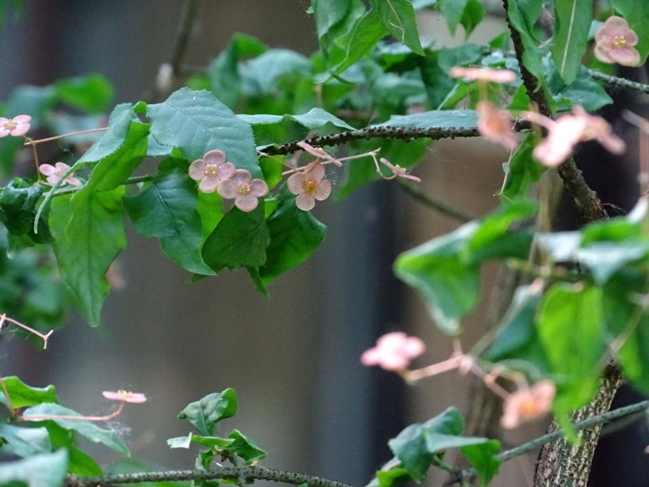 Астильба размножение черенками