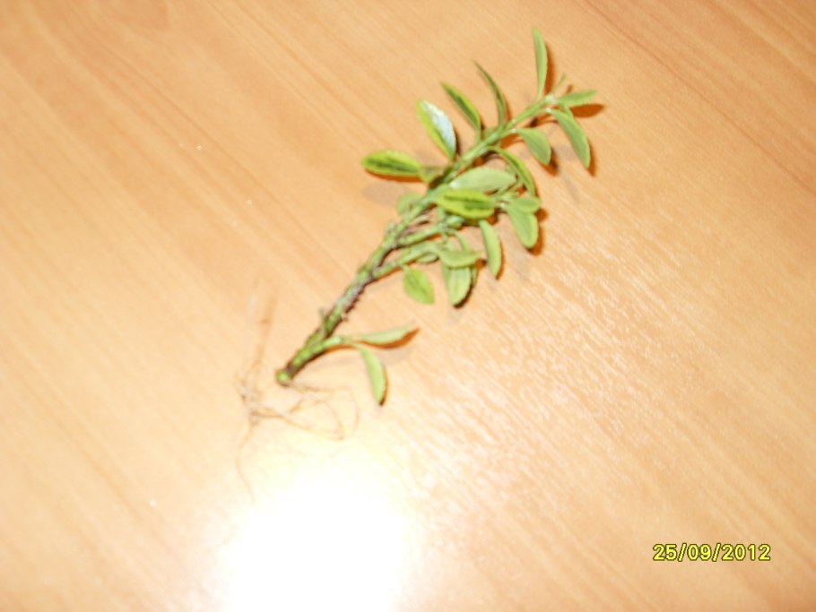 Бересклет крылатый черенками