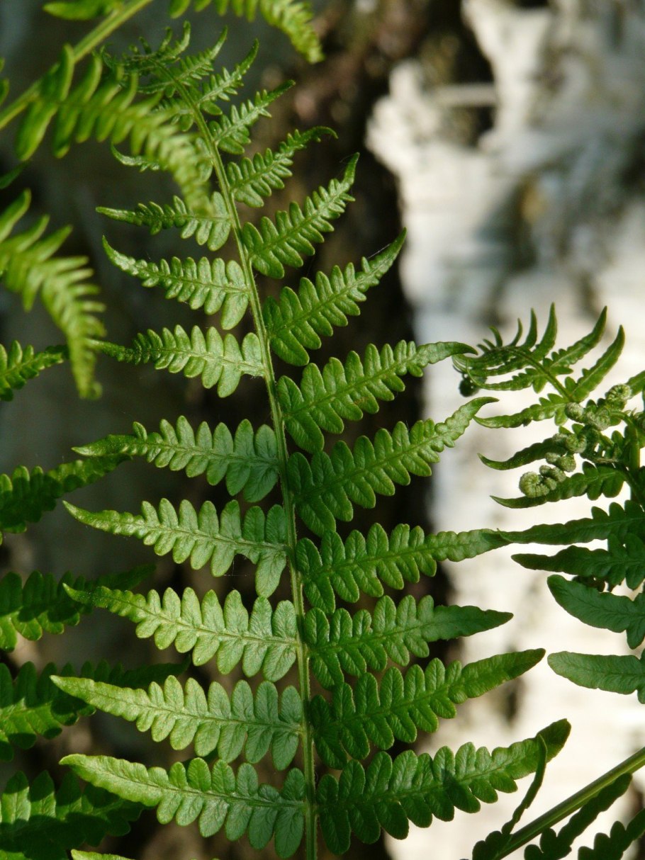 Папоротниковидные папоротники