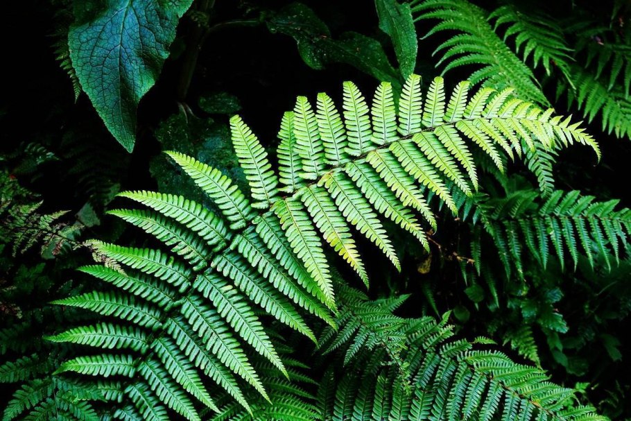 3. Орляк обыкновенный (Pteridium aquilinum)