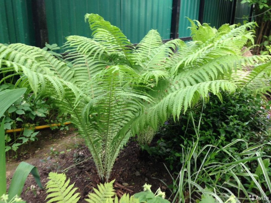 Папоротникообразные плауны