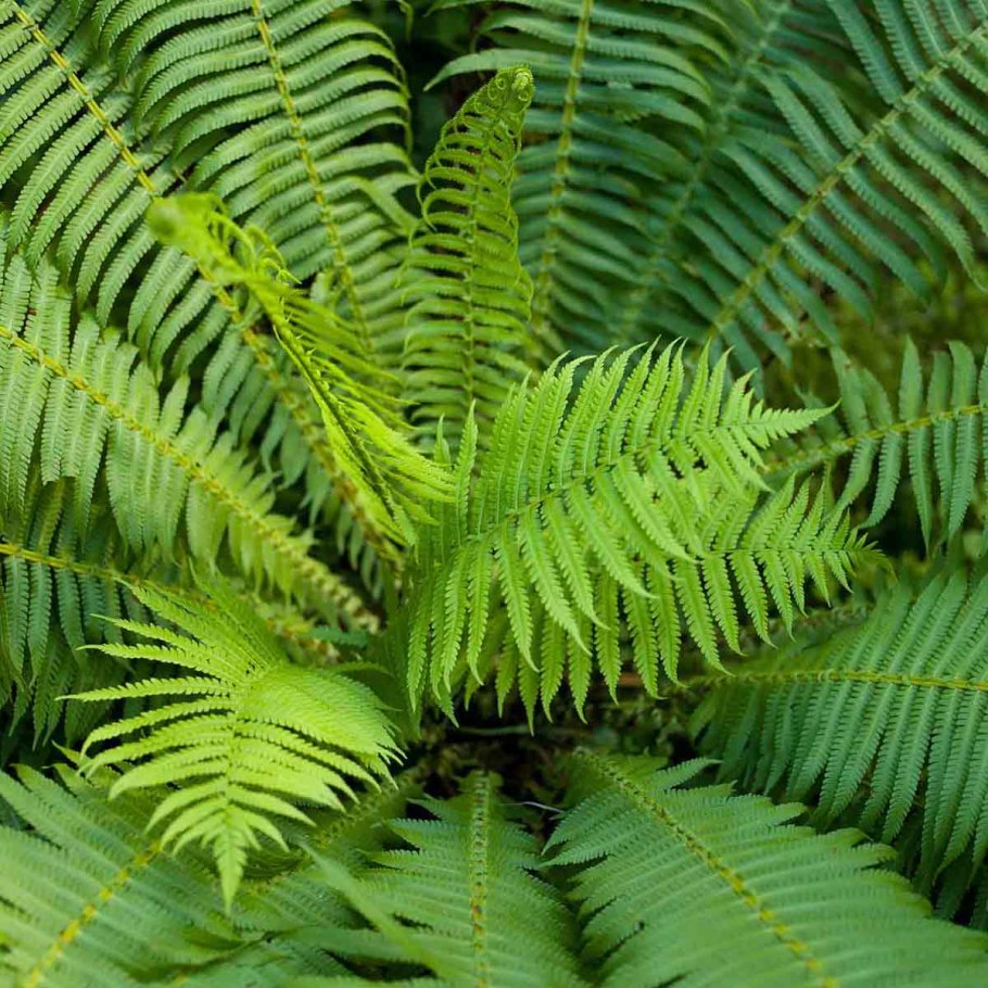 Fork Leaf папоротник