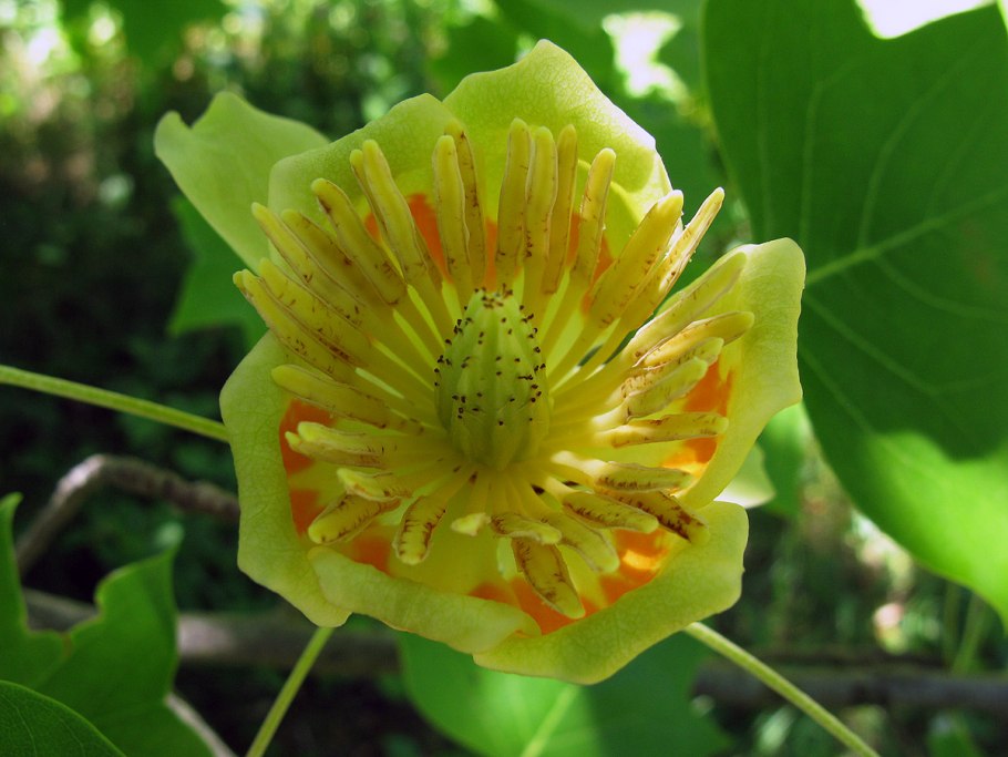 Лириодендрон Тюльпановый цветок