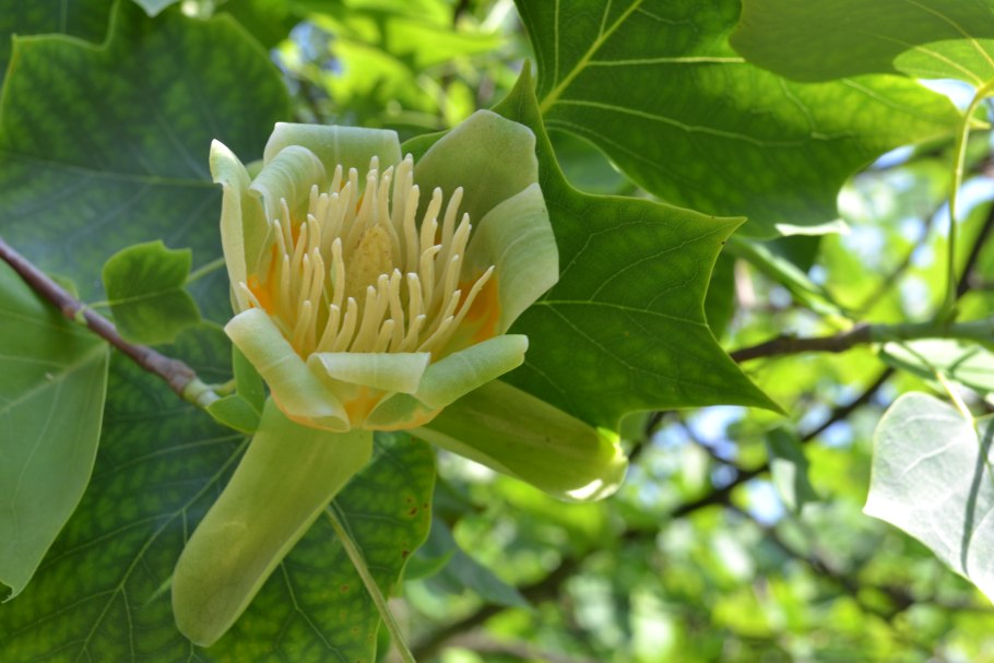 Лириодендрон плоды