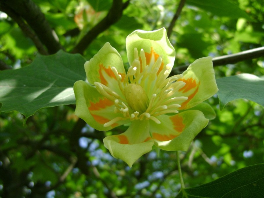 Лириодендрон тюльпанный Аргенитиомаргинатум