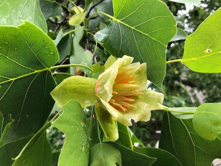 Liriodendron chinense дерево