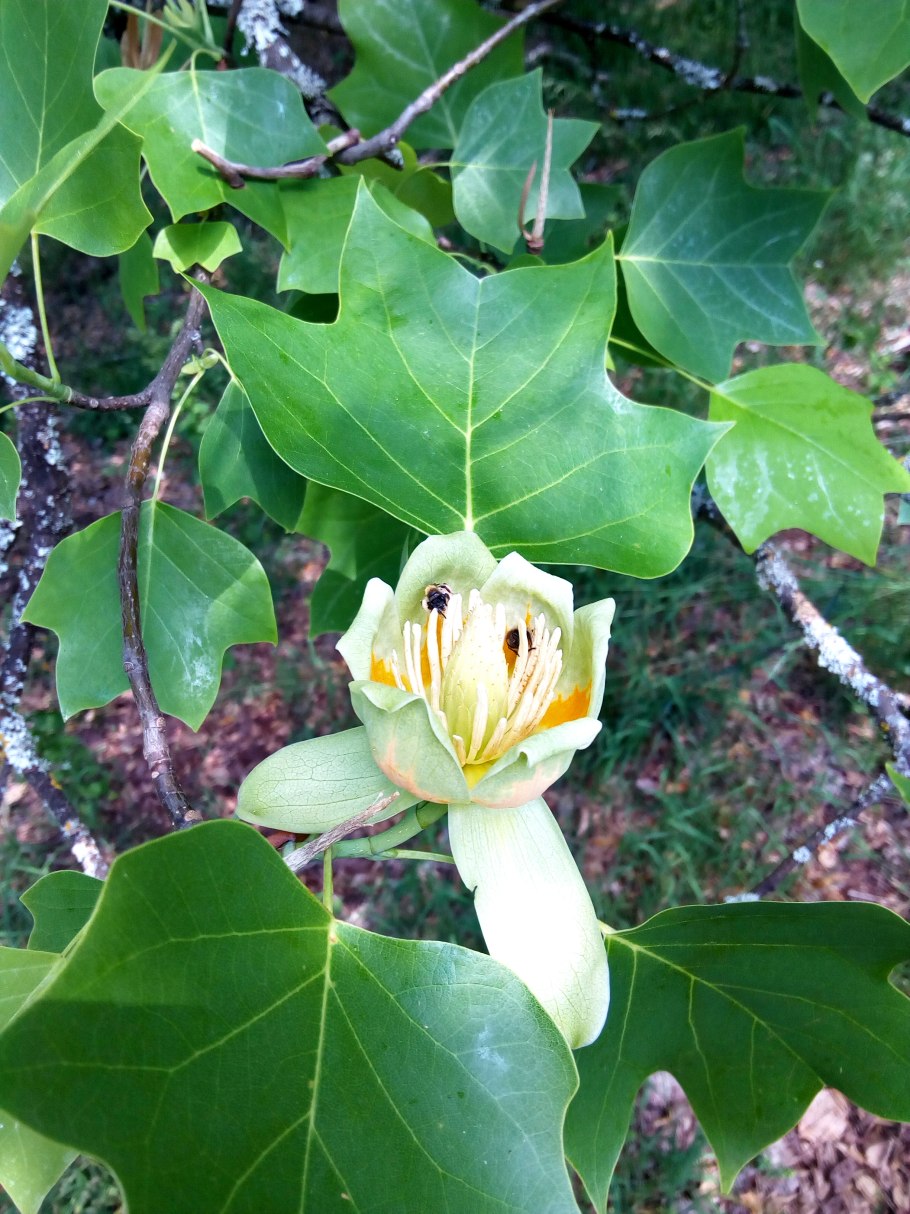 Растение Лириодендрон Джексон