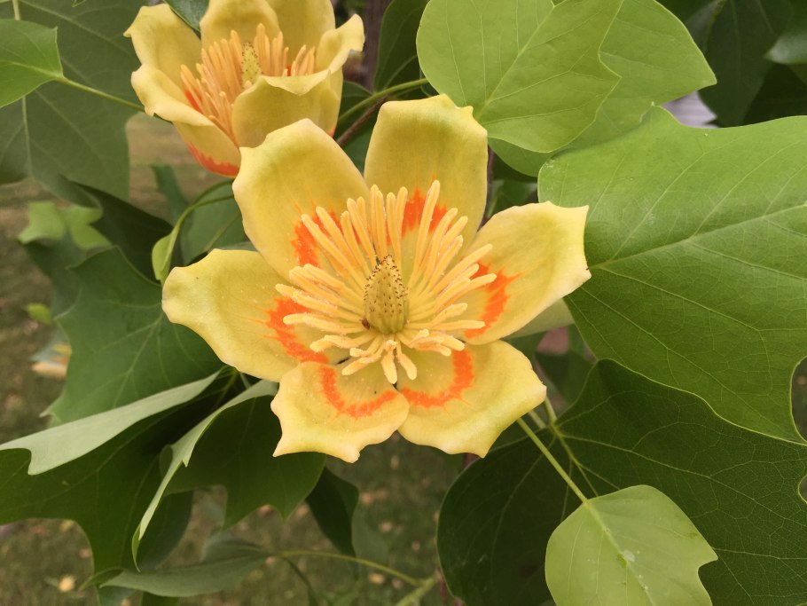 Лириодендрон в Железноводске