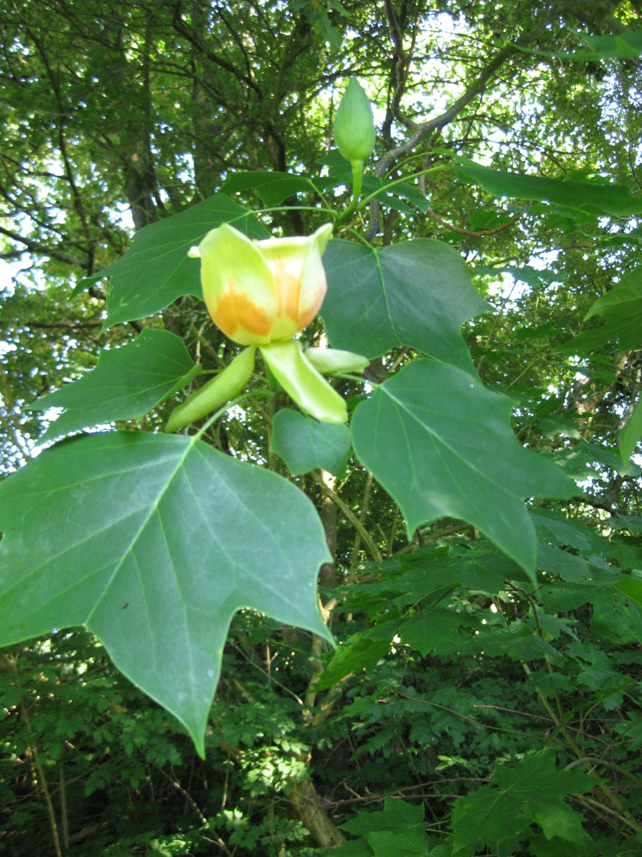 Лириодендрон Тюльпановый листья