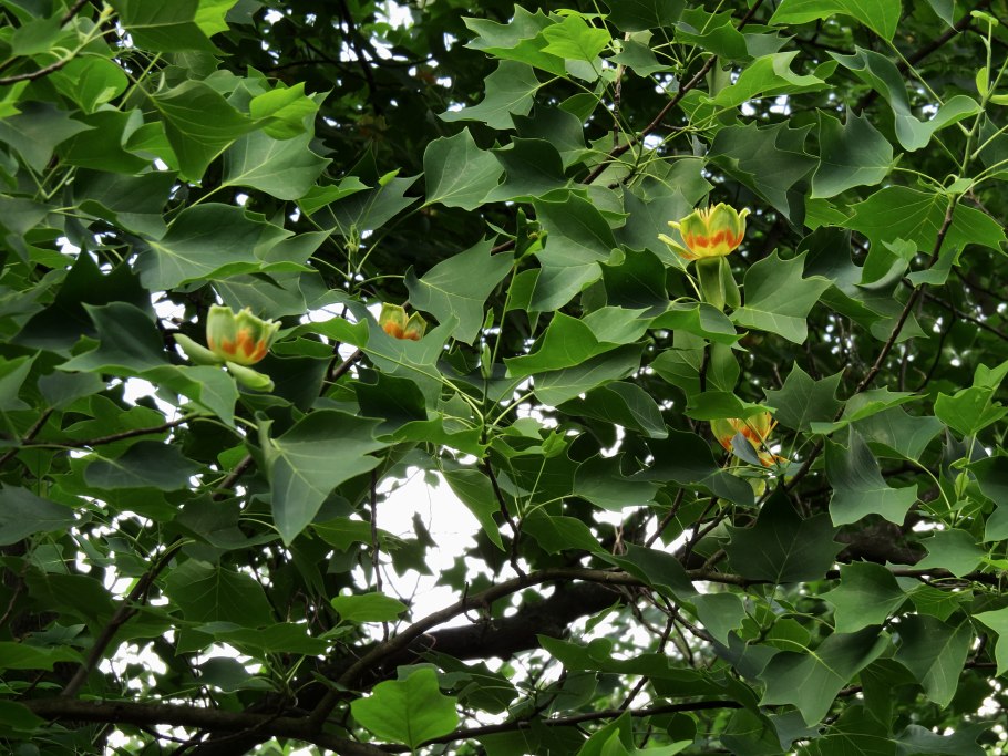 Лириодендрон семена