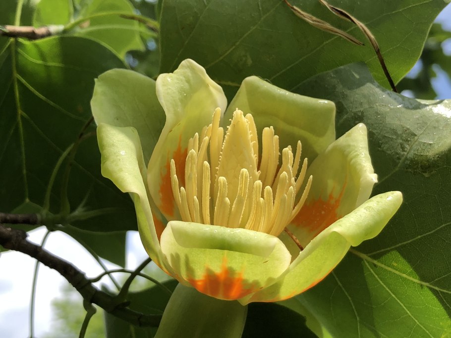 Tulip Tree (Liriodendron tulipifera), leaves at a Twig