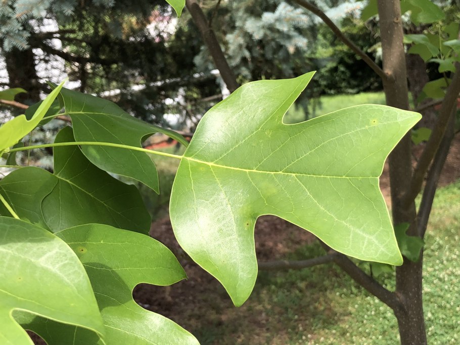 Тюльпанное дерево Лириодендрон китайский