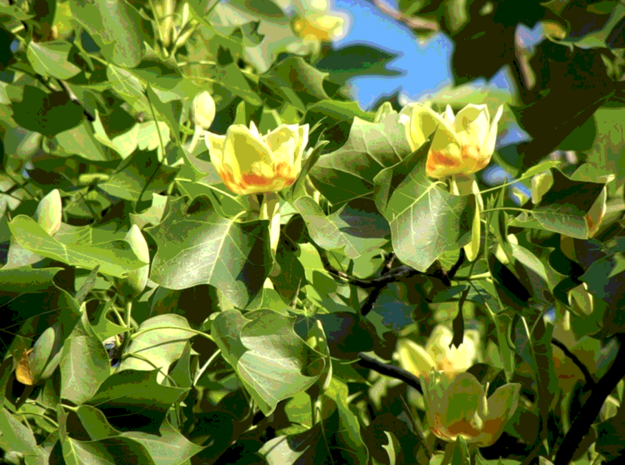 Liriodendron tulipifera