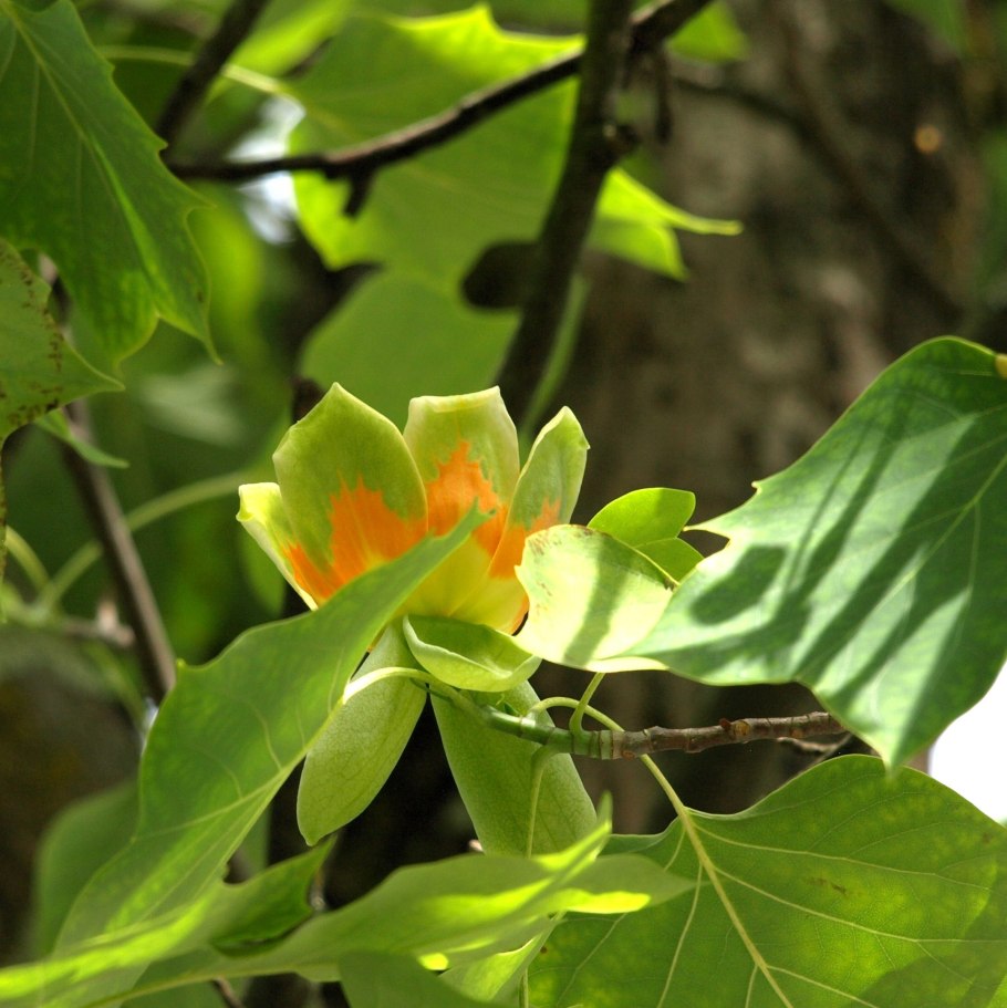 Лириодендрон тюльпанный криспум