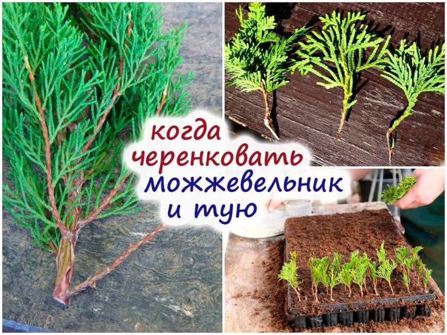 Можжевельник казацкий черенок