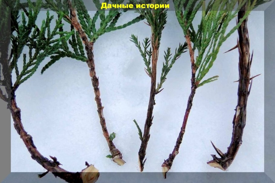 Туя Кипарис можжевельник