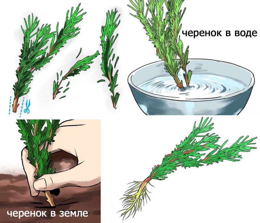 Казацкий можжевельник размножение