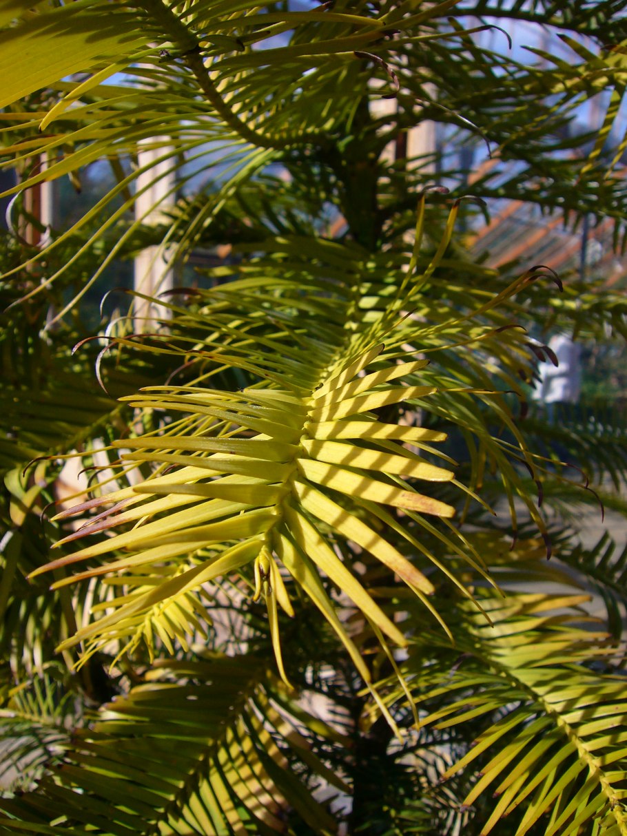 Воллемия дерево