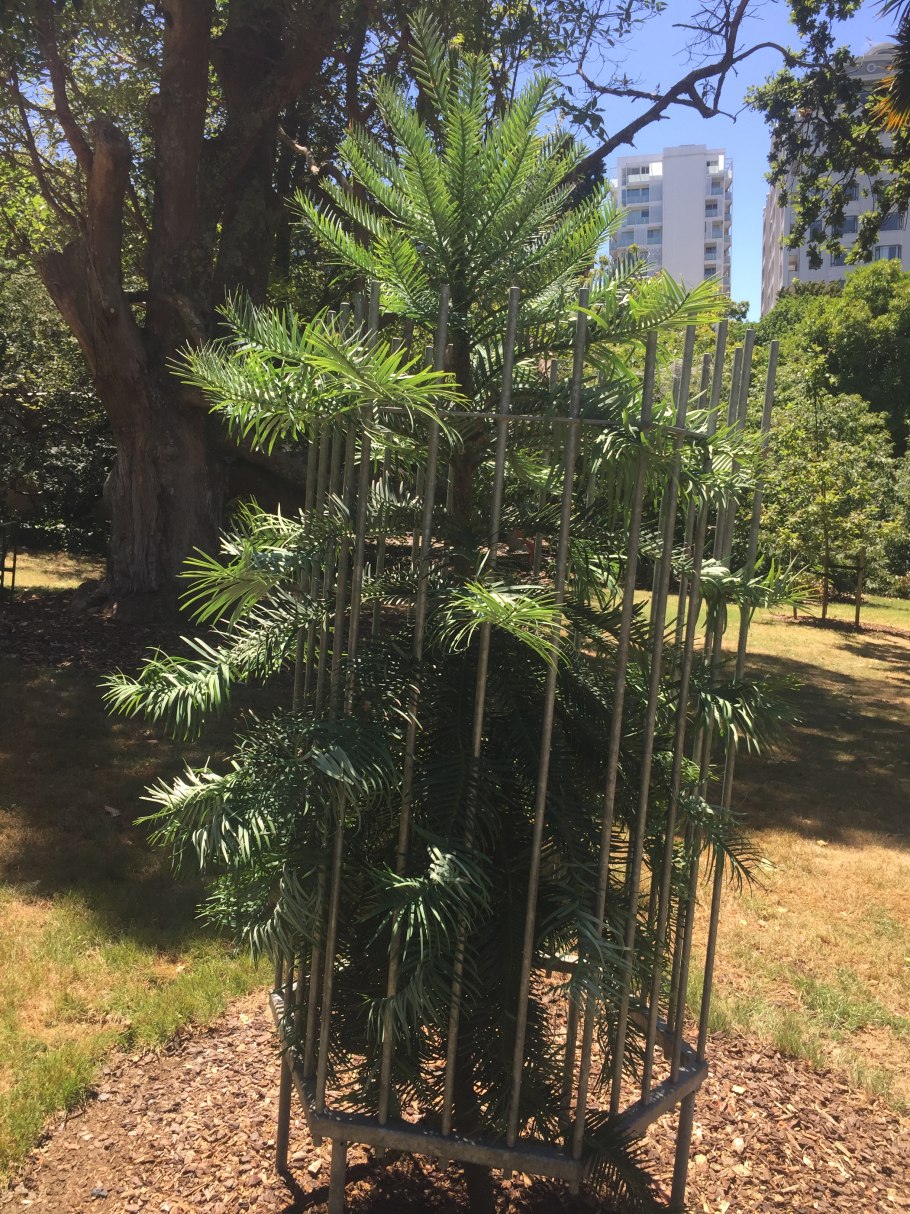 Воллемия Нобилис