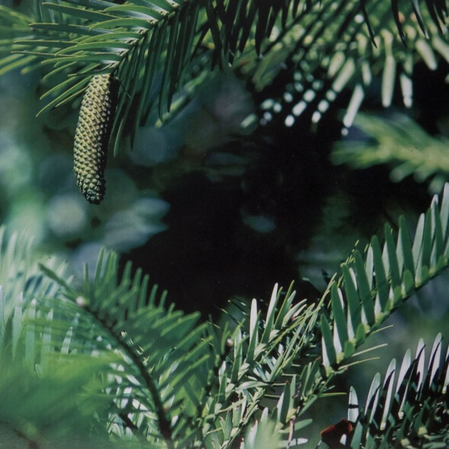 Воллемия семена