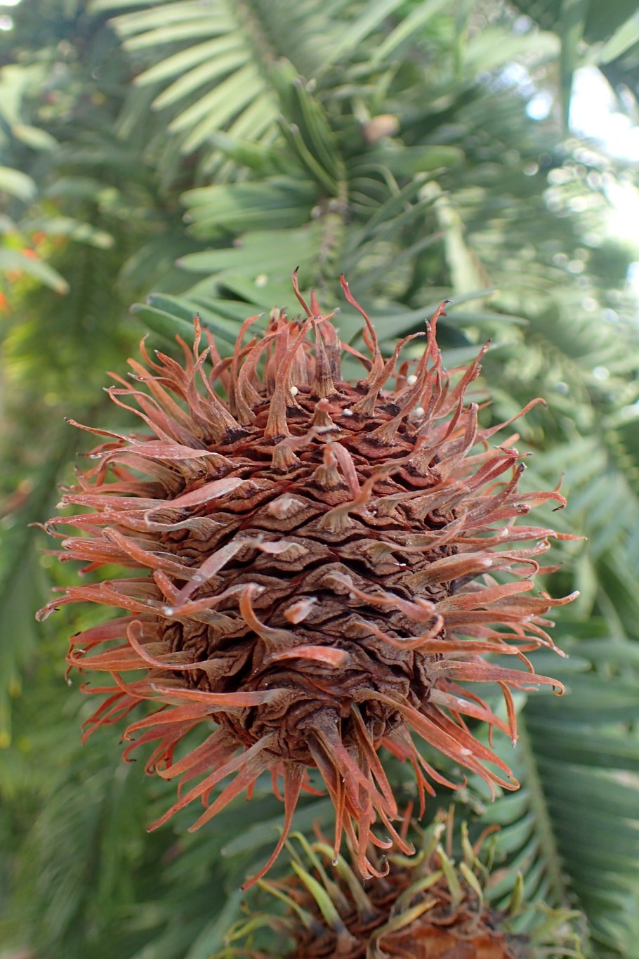 Воллемия болезнь