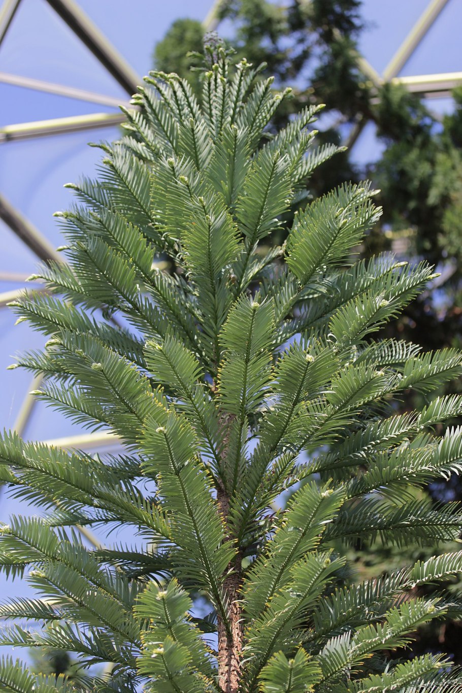 Воллемия Сосновая